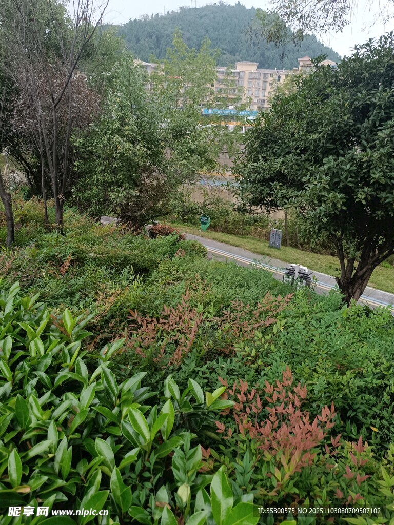 山林間的多彩綠植景觀