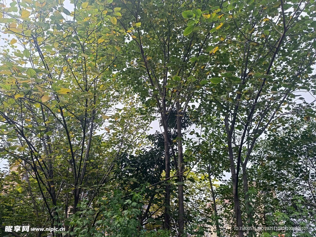 森林中的茂密樹(shù)木景觀