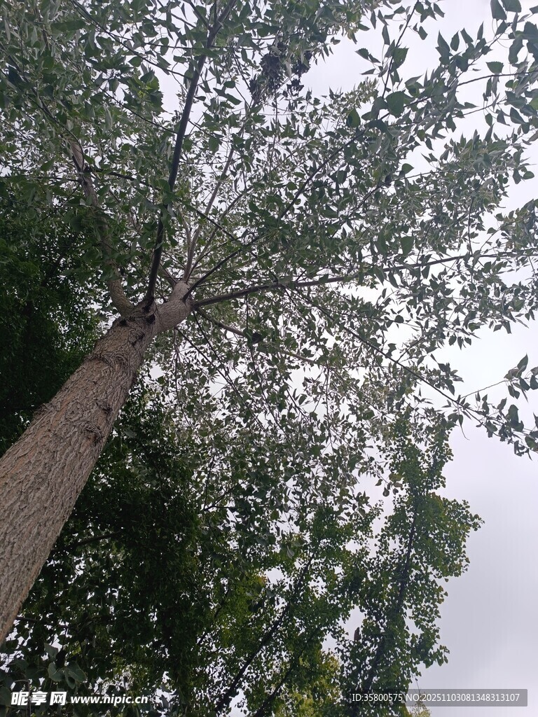 仰視視角下的高大樹木