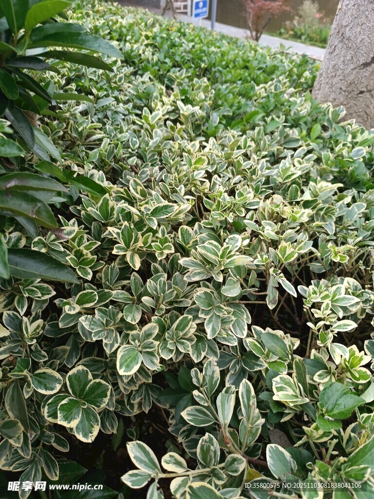 銀邊綠葉植物景觀