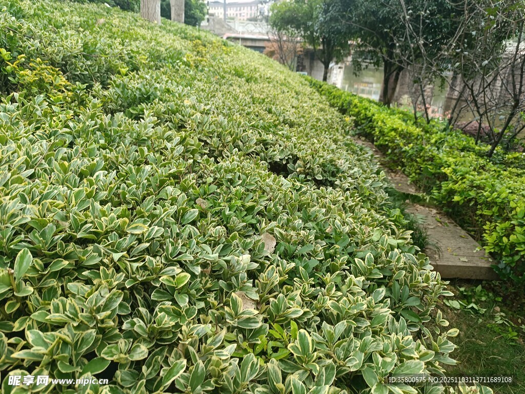 綠意盎然的園林灌木景觀