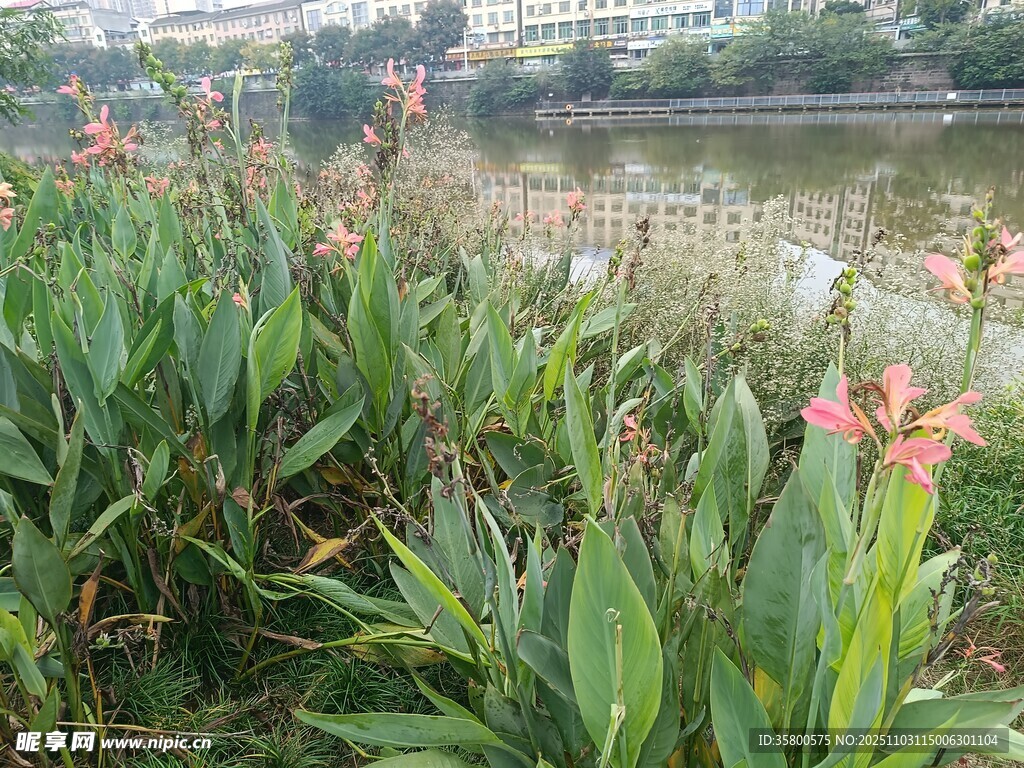 水邊綻放的艷麗美人蕉