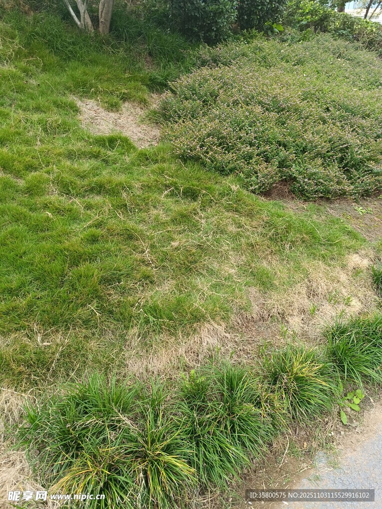 路邊翠綠繁茂的草叢景觀