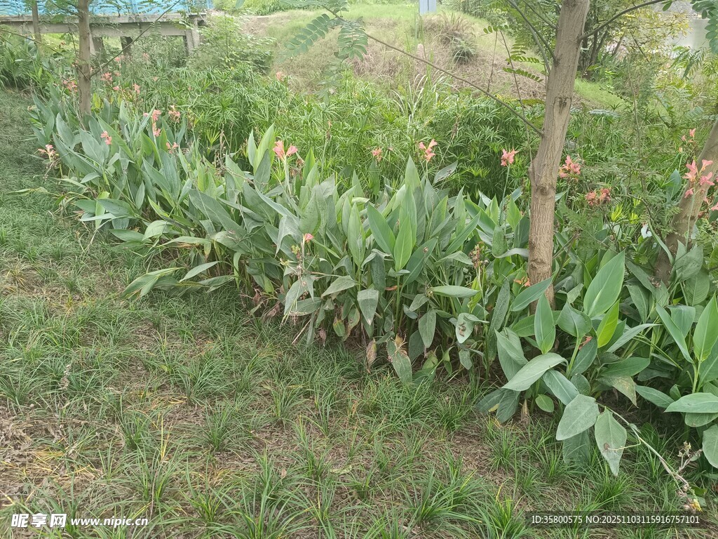 田邊生長的綠色植物