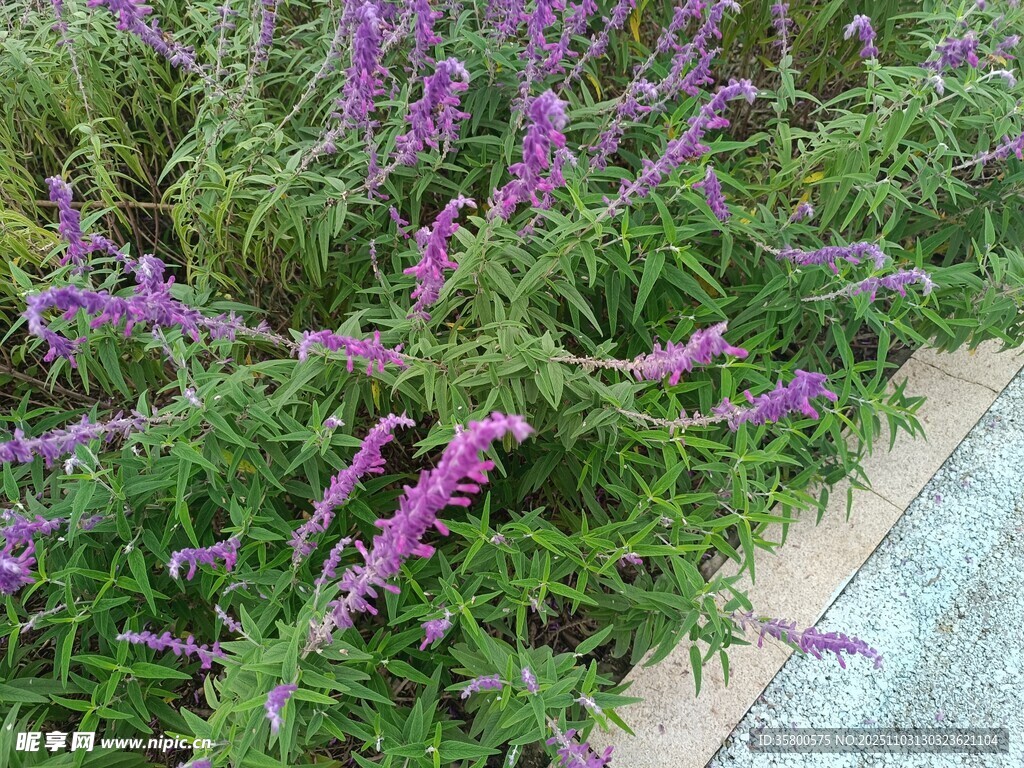 紫色花卉近景特寫