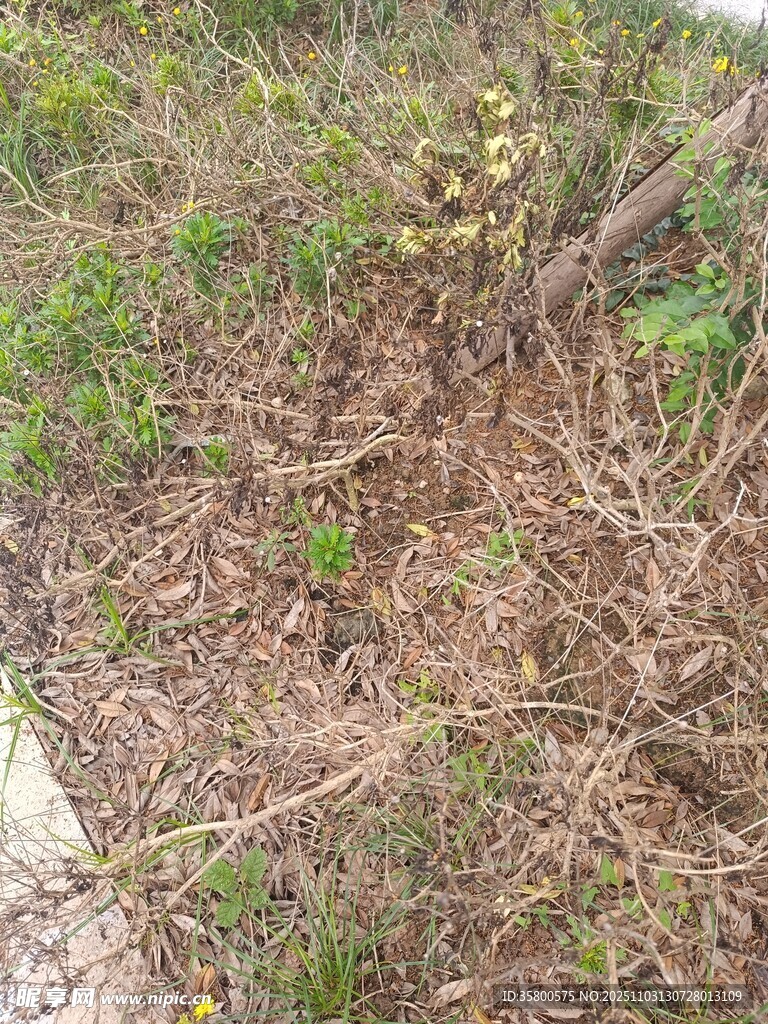 地面雜亂的干枯植物
