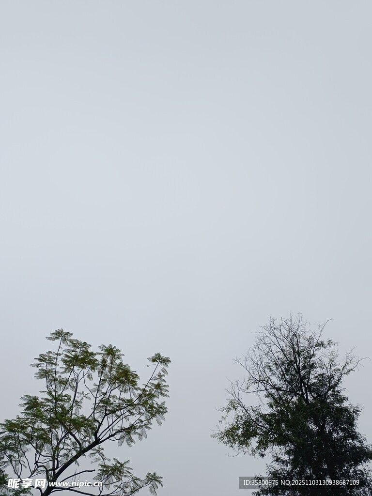 樹梢之上的灰白天空