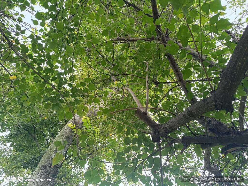 繁茂綠樹展現(xiàn)自然生機(jī)