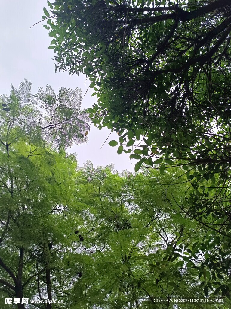 林間綠意盎然的樹冠景觀