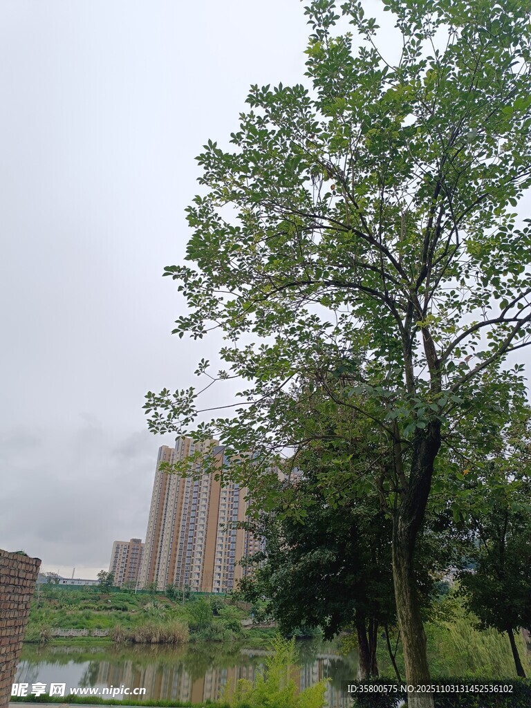 城市湖畔綠樹與高樓景觀