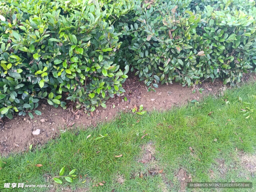 綠意盎然的灌木與草地