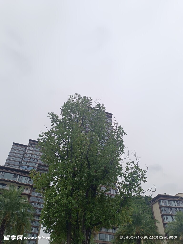 城市中高大蔥郁的綠樹