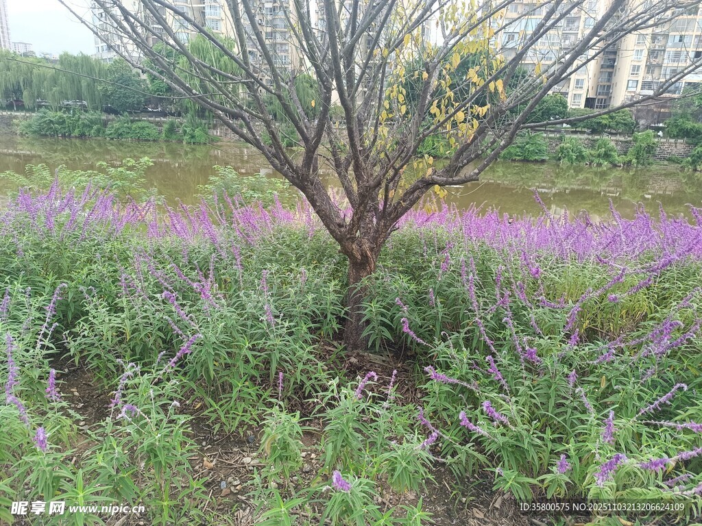田野中綻放的紫色花叢
