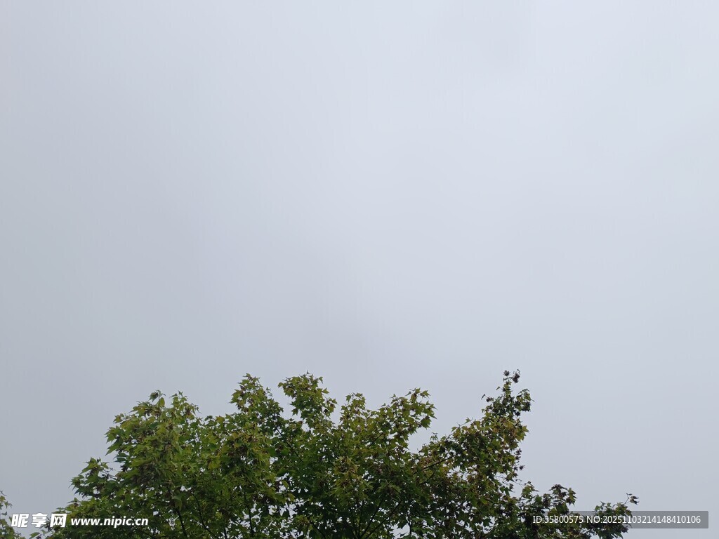 樹梢之上的灰白天空