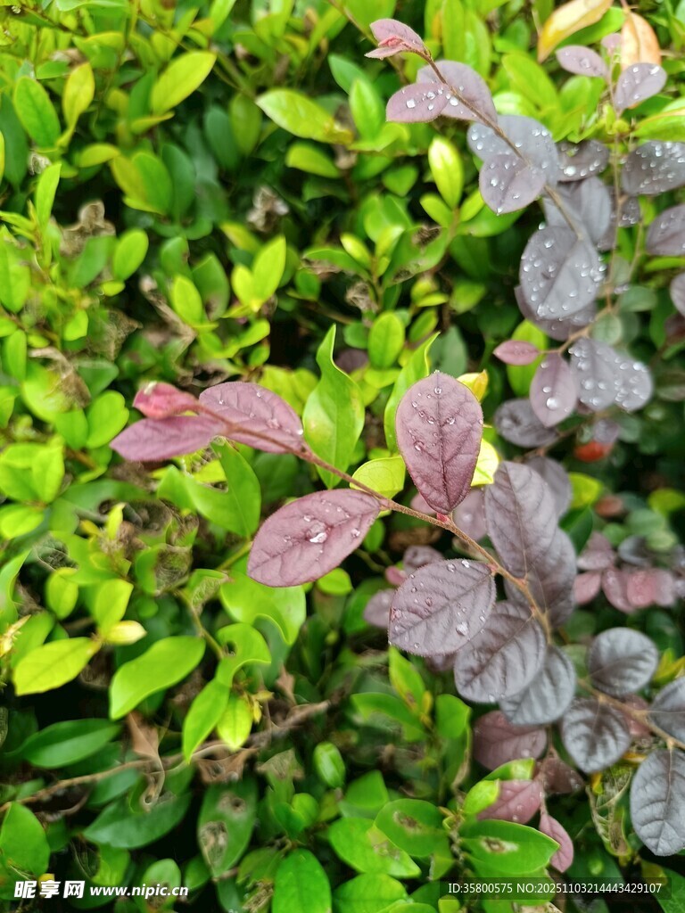 多彩葉片的綠植景觀