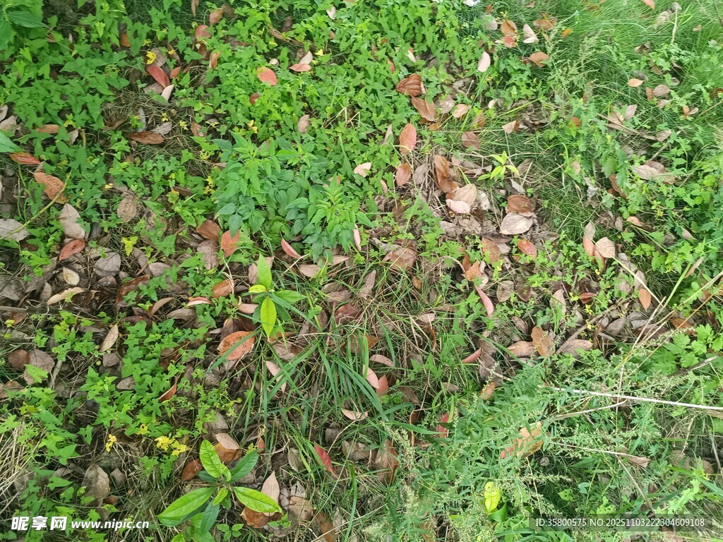 地面上的綠草與落葉