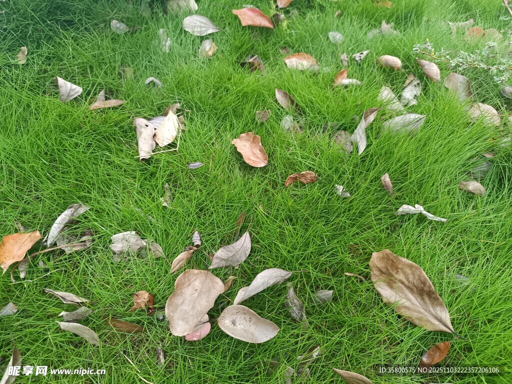 草地上散落的枯葉
