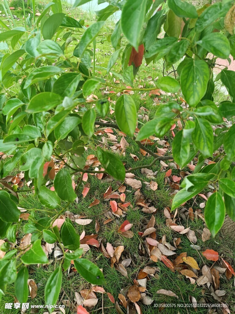 綠葉間的斑斕落葉