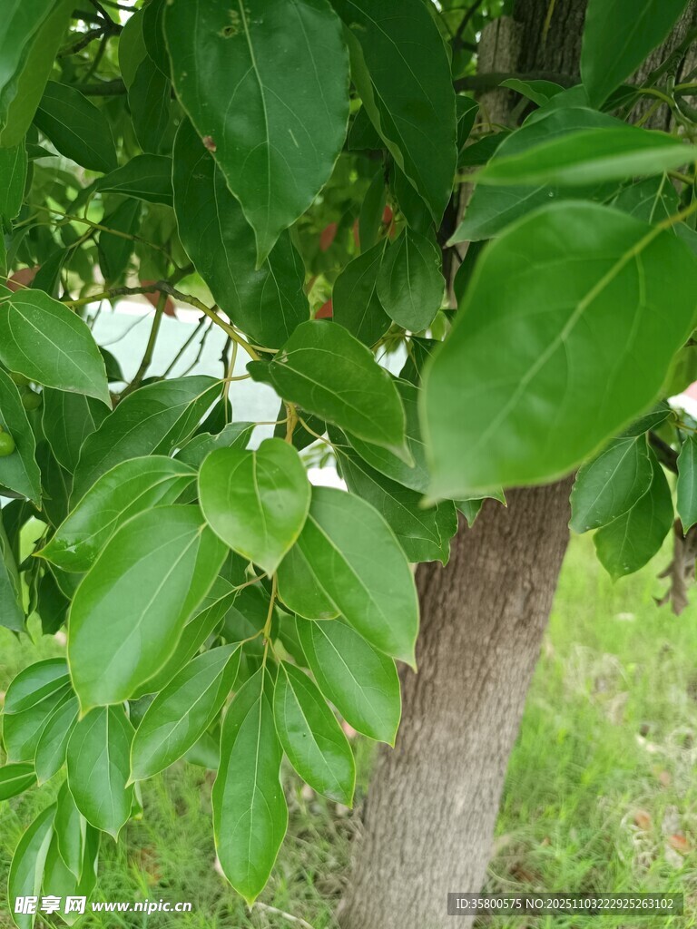 綠葉繁茂的樹干局部