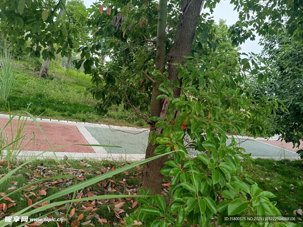 綠樹(shù)環(huán)繞的戶外小徑