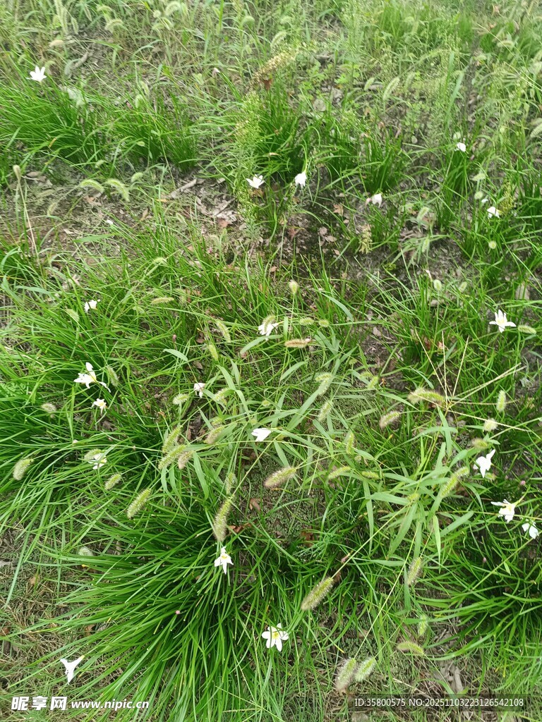 野外嫩綠草叢中的白色小花