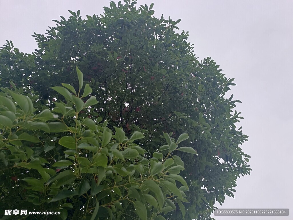 茂盛綠樹仰拍景象