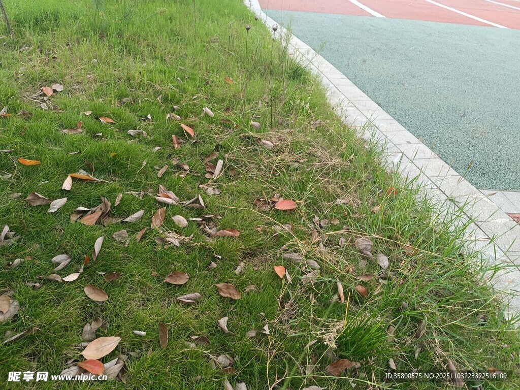 路邊草地與散落的秋葉