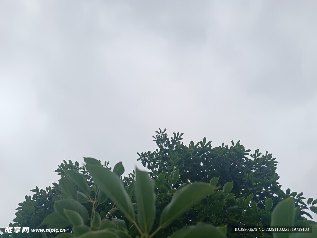 陰天中的茂密樹林