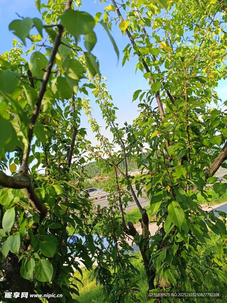 夏日繁茂綠樹風景