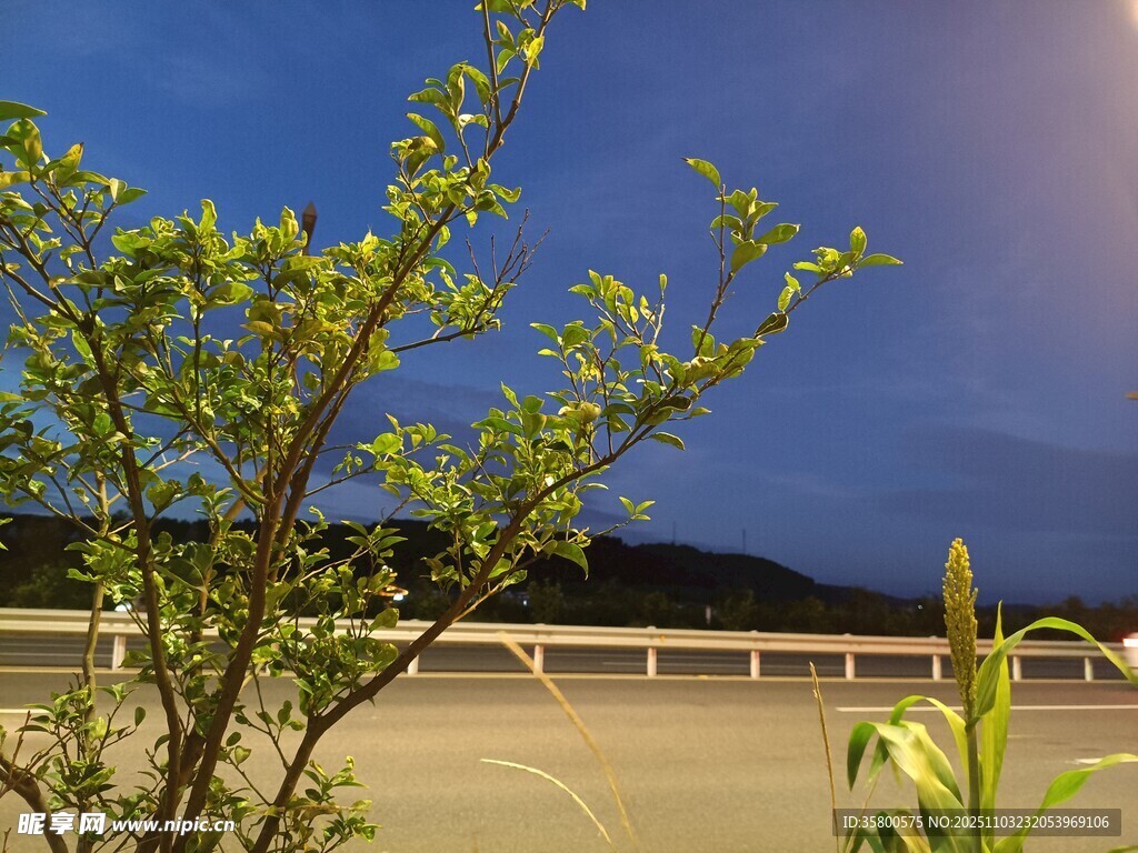 夜幕下的綠植與遠(yuǎn)處景致