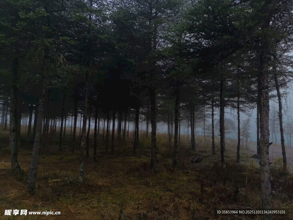 霧中靜謐的松樹林