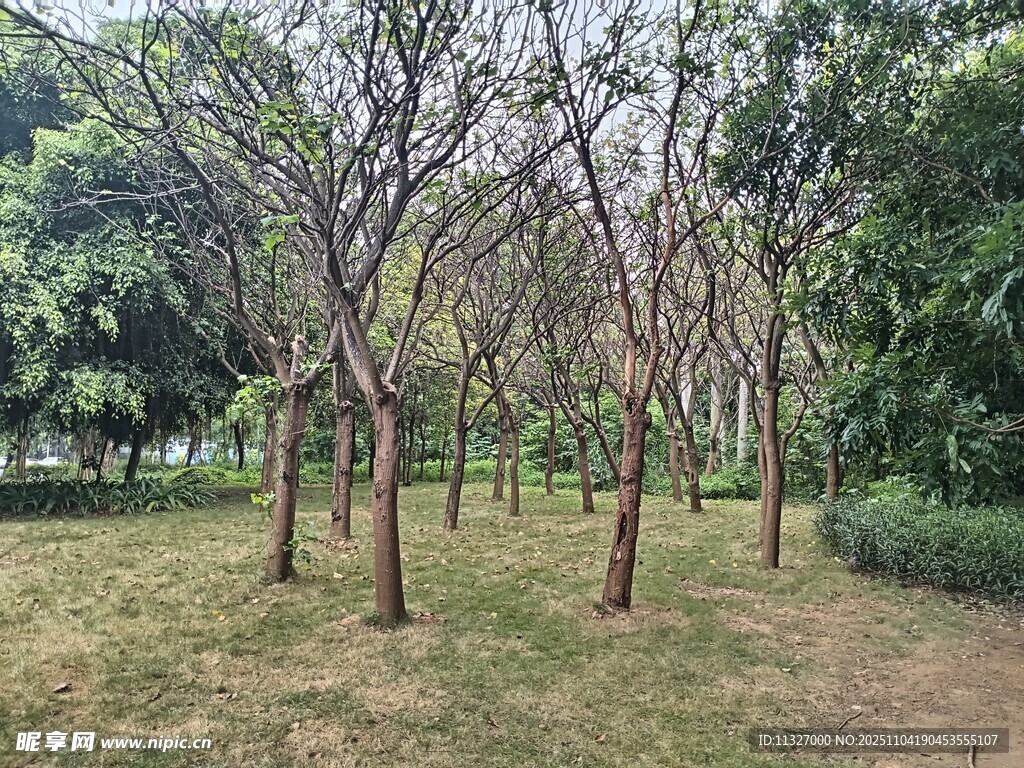 林間光禿樹木的靜謐景象