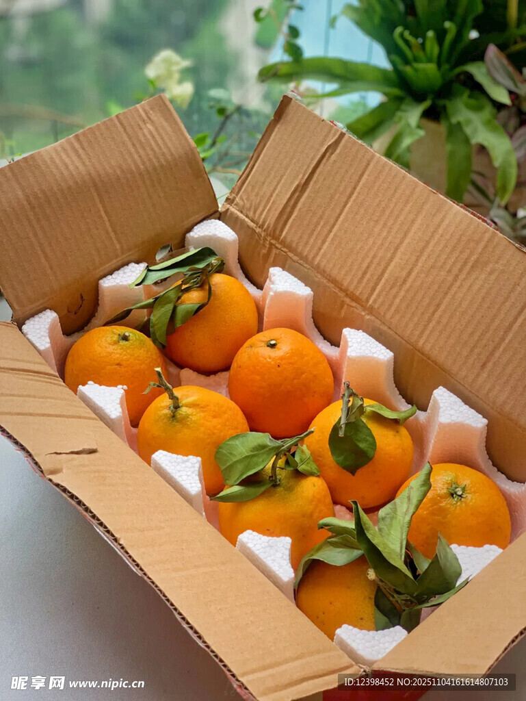 紙箱中的新鮮帶葉橘子