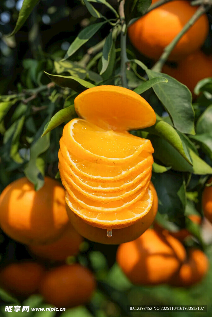 樹上切片的新鮮橙子