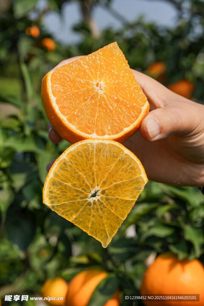 手捧鮮切橙子于果園中