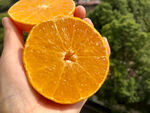 手捧切開的新鮮橙子