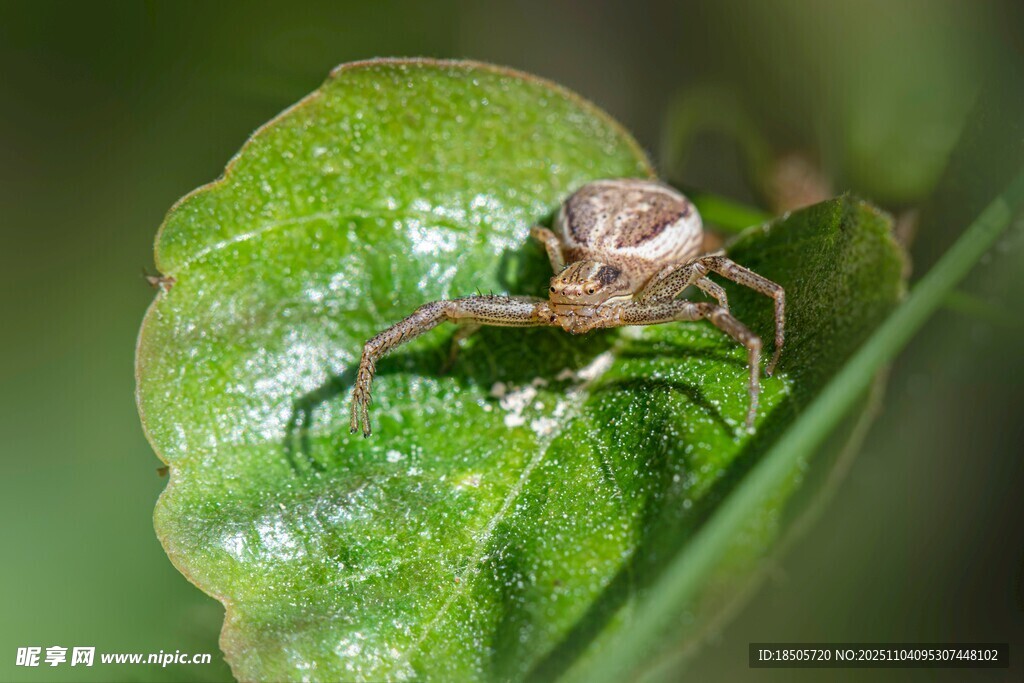 綠葉上的小蜘蛛