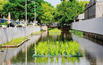 城市河道中的水生植物景觀