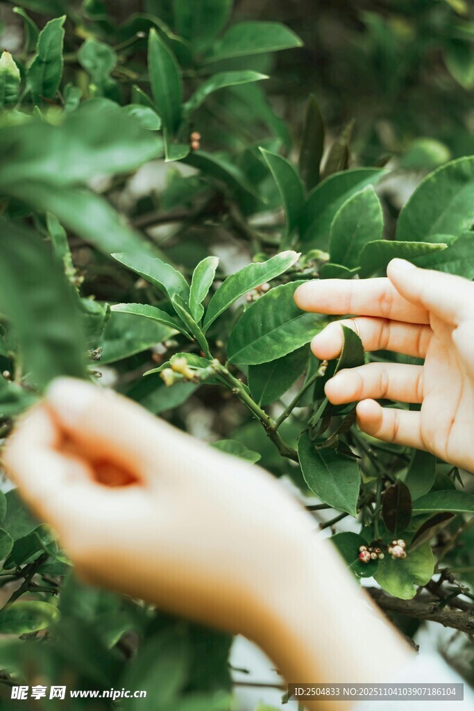 手觸綠葉 感受自然之美