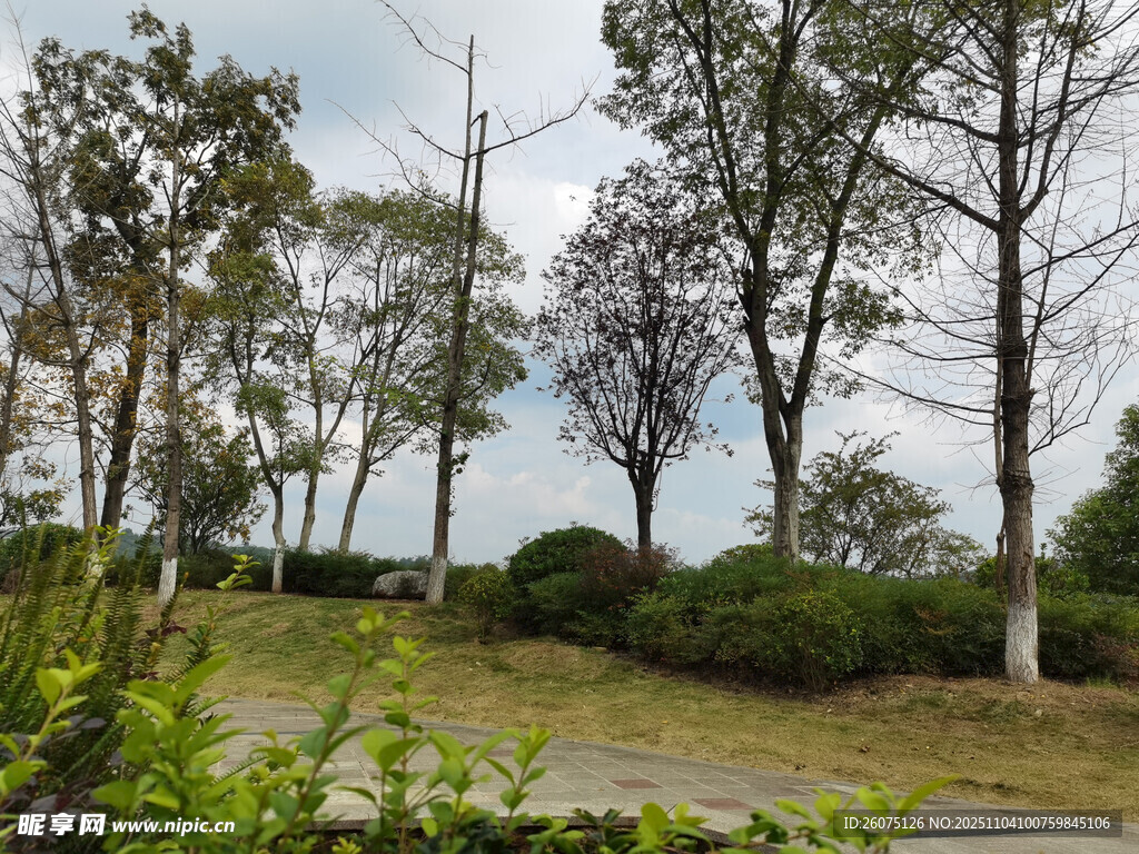 戶外靜謐的樹木與草地景觀