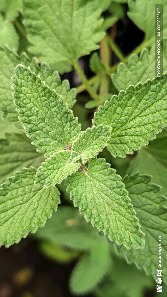 嫩綠蕁麻葉特寫