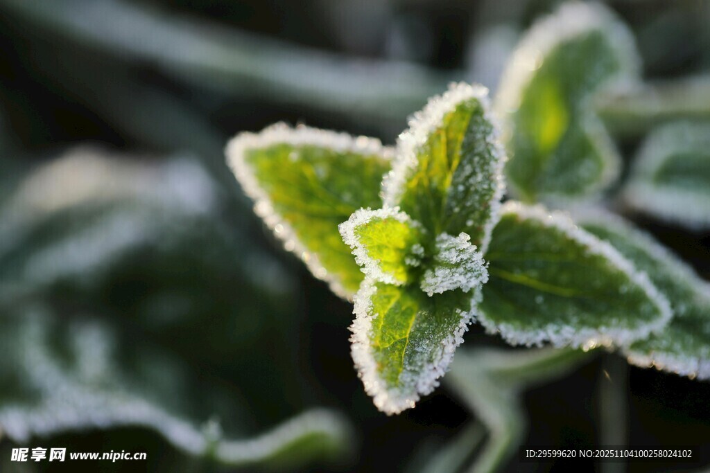 覆霜綠葉特寫