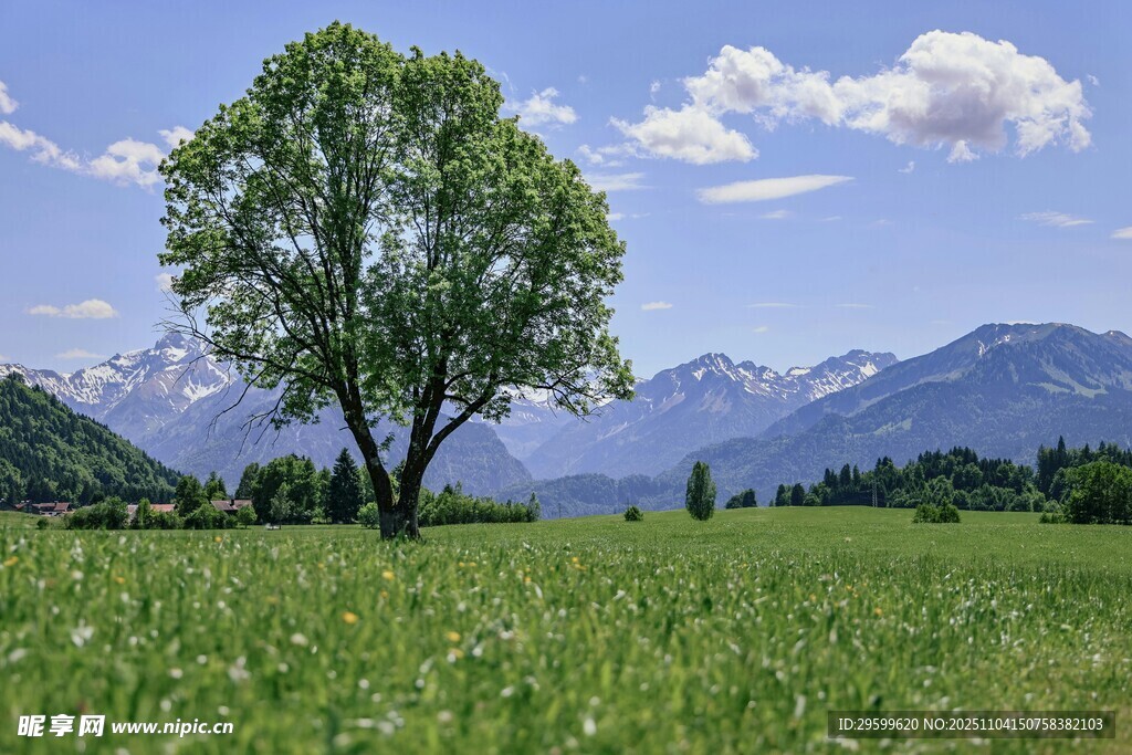 草原孤樹與遠(yuǎn)山美景