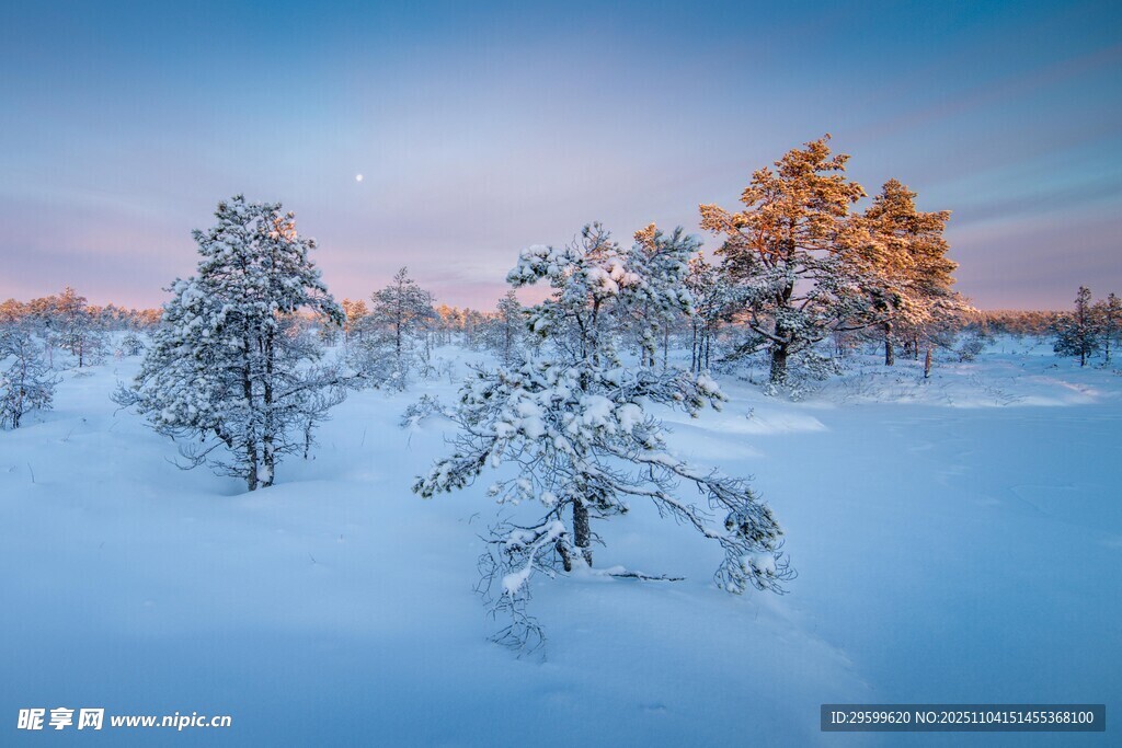 冬日雪景中的孤樹(shù)