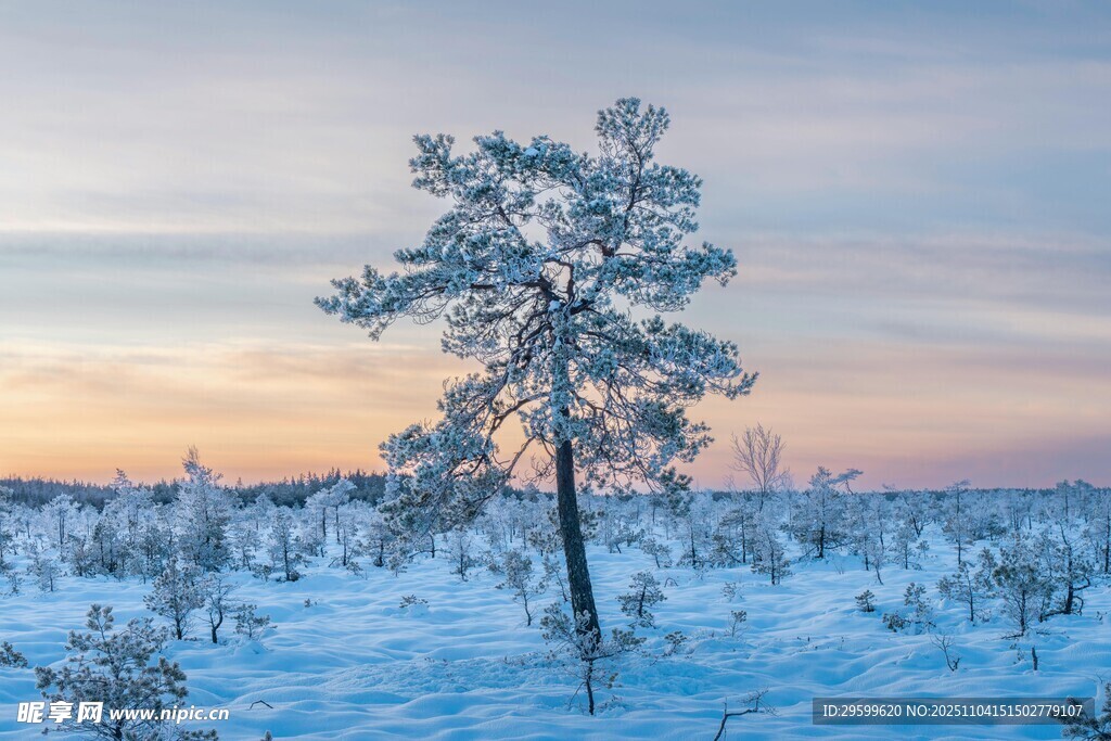 雪地孤樹映黃昏美景