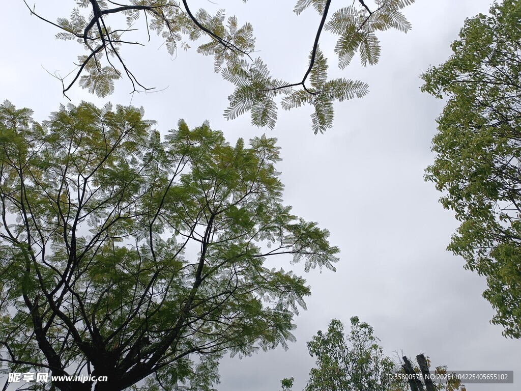 仰視蔥郁樹(shù)木與天空