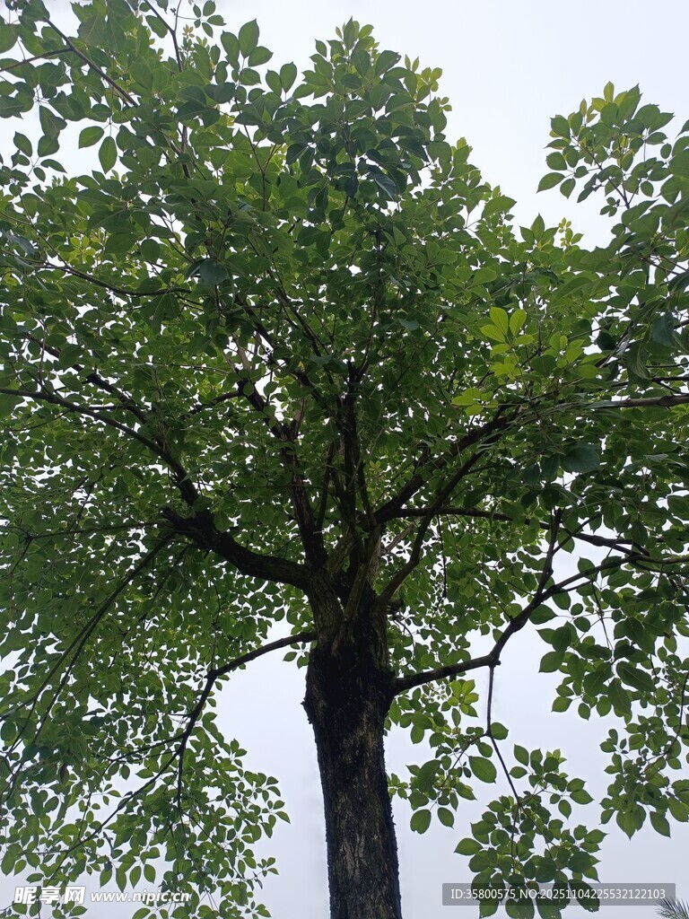 高大繁茂的綠樹