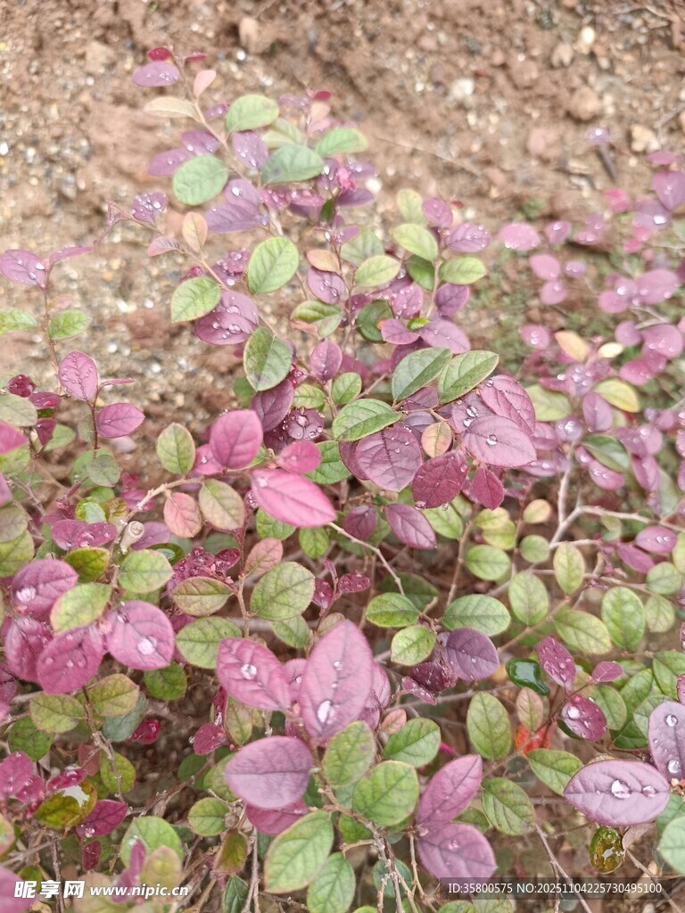 紫色與綠色相間的地面植物