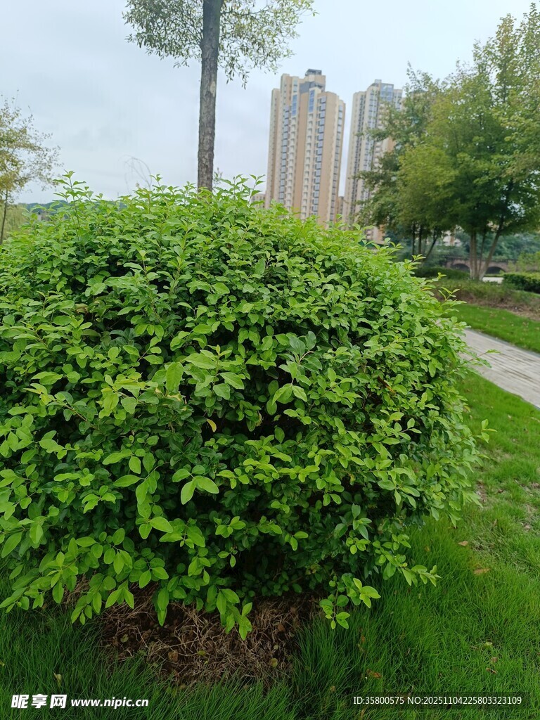 路邊翠綠灌木景觀