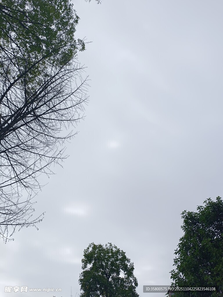 天空下的樹木枝葉景觀